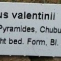 瓦伦丁Pterocactus valentinii DJF225