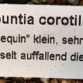 Cumulopuntia corotilla Harlequin