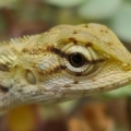 tenodera aridifolia sinensis