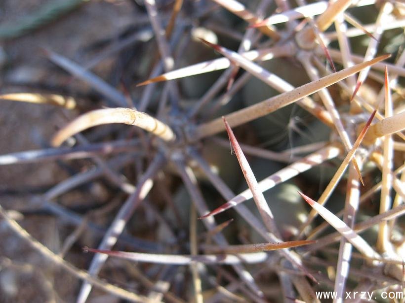 ׹ Coryphantha robustispina2.jpg