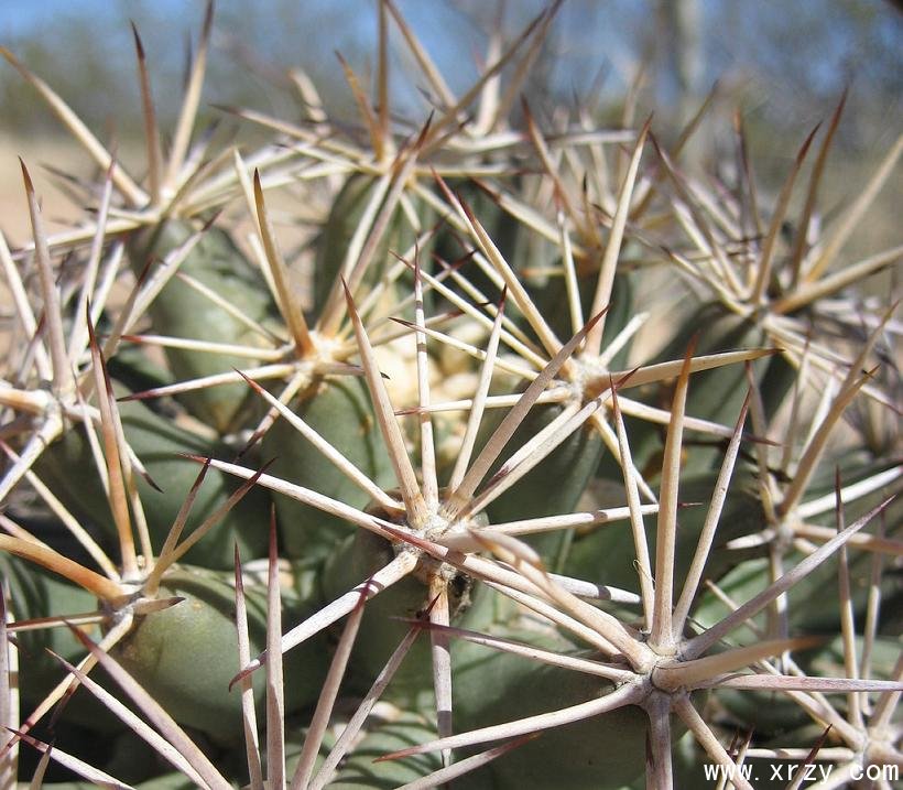 ׹ Coryphantha robustispina4.jpg