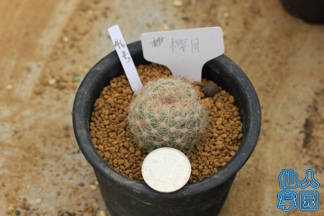 46_640x427.JPG