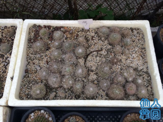 181(2)_640x480.JPG