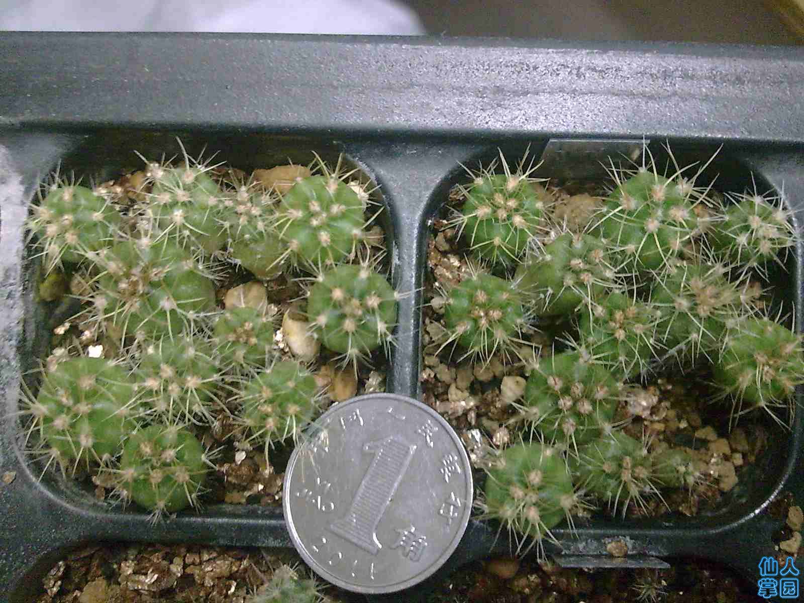 上海）出一组士童苗海王苗打包,仙人掌|多肉植物|出售|拍卖|团购|求购|综合区,清理腾地方播种，近一年的苗，士童混合几百个和20多海王苗，大小参考1角 硬币，士童自采的播的太密，影响生长，比较小，也没时间和精力移了，练手不错，为你省下的是播种带... -