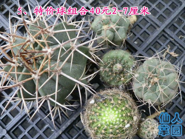 P1010303.JPG