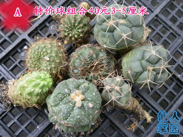 P1010307.JPG