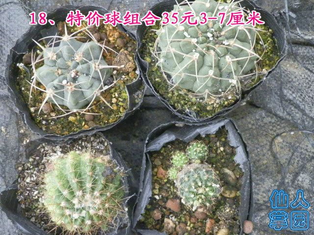 P1010317.JPG