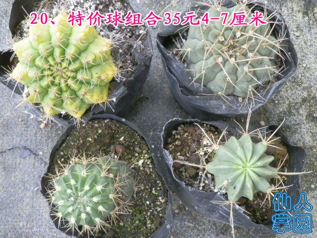 P1010319.JPG