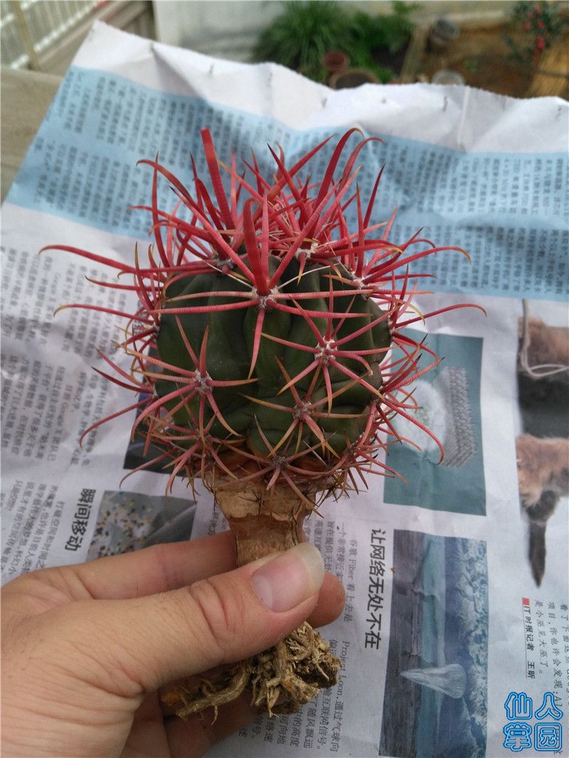 神仙玉- 仙人掌园-多肉植物论坛- Powered by Discuz!
