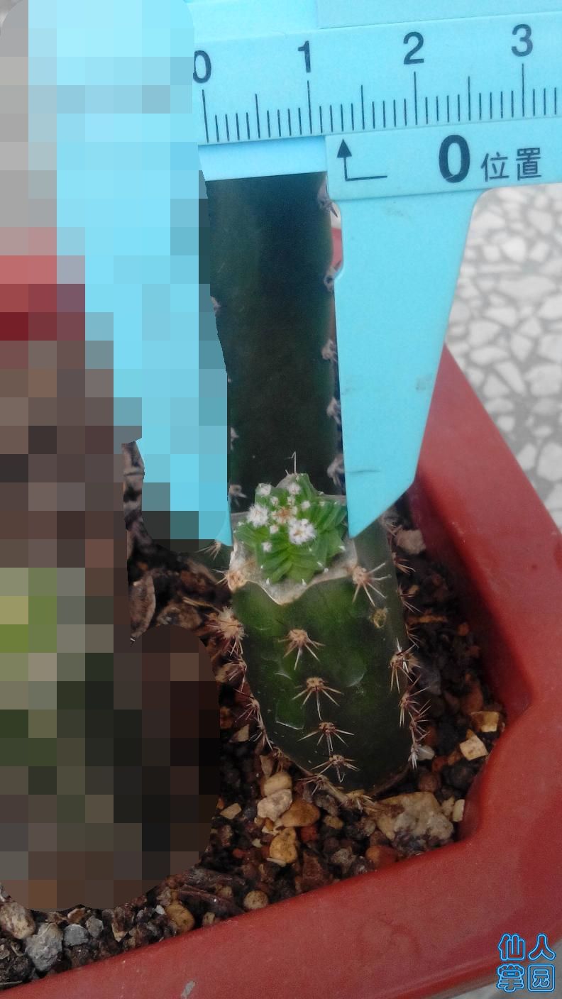 红龙4_看图