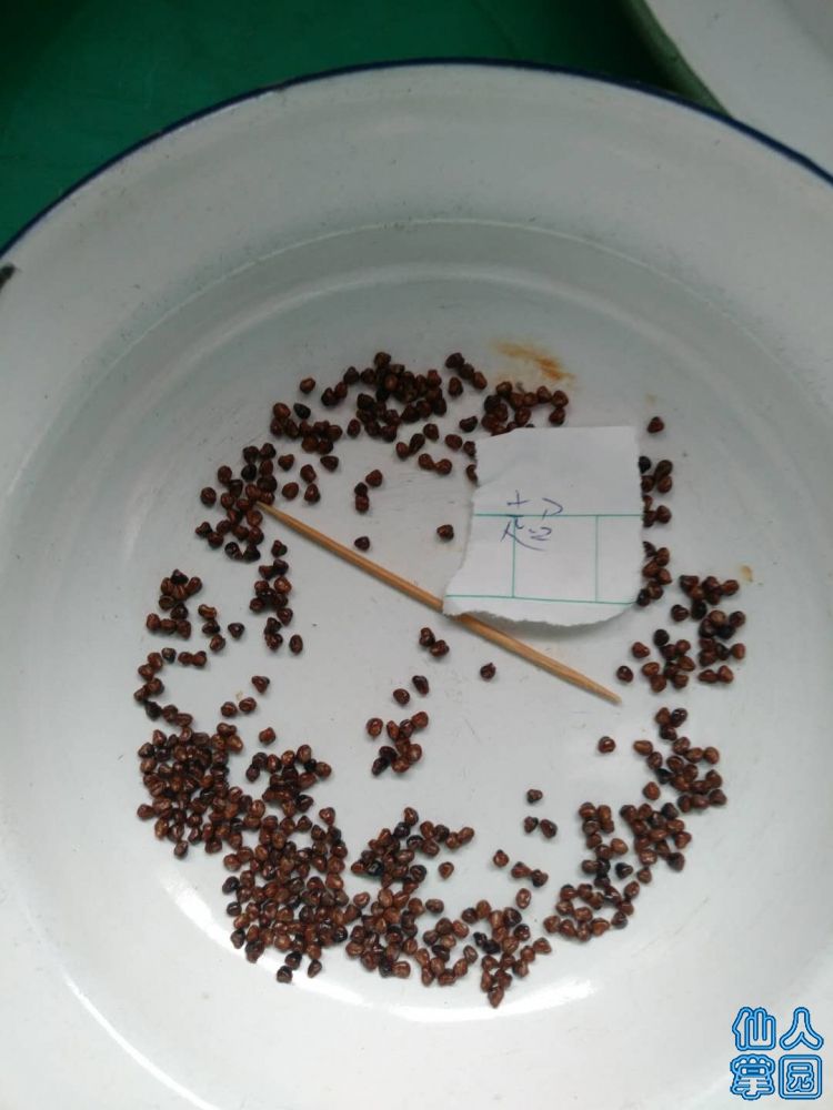 超兜种子.jpg