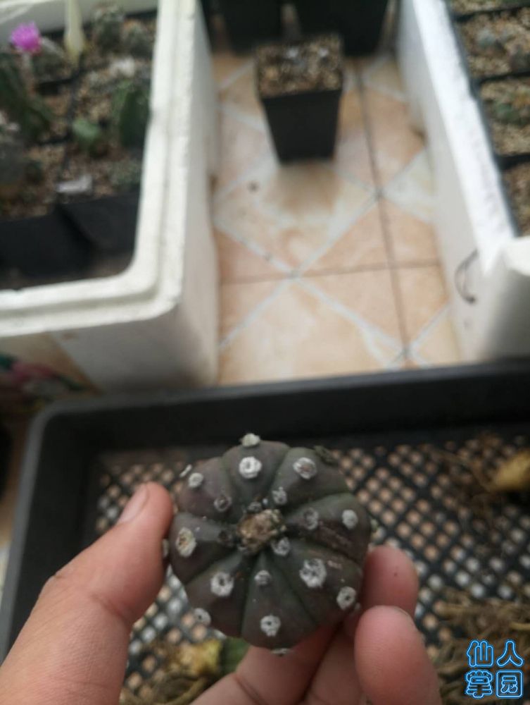 赠品2.jpg