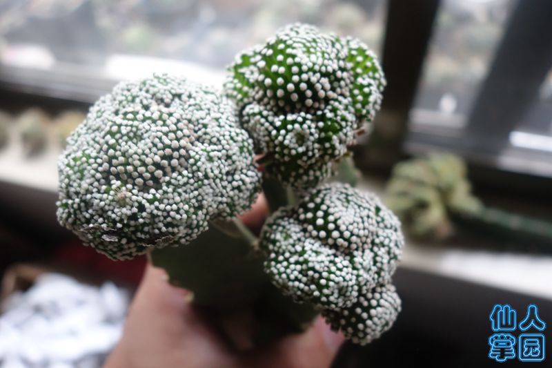 DSC02875_?.jpg