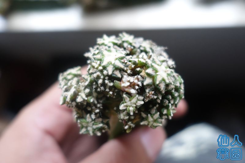 DSC02877_?.jpg