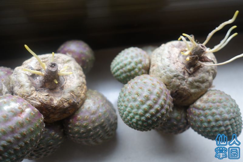 DSC02873_?.jpg