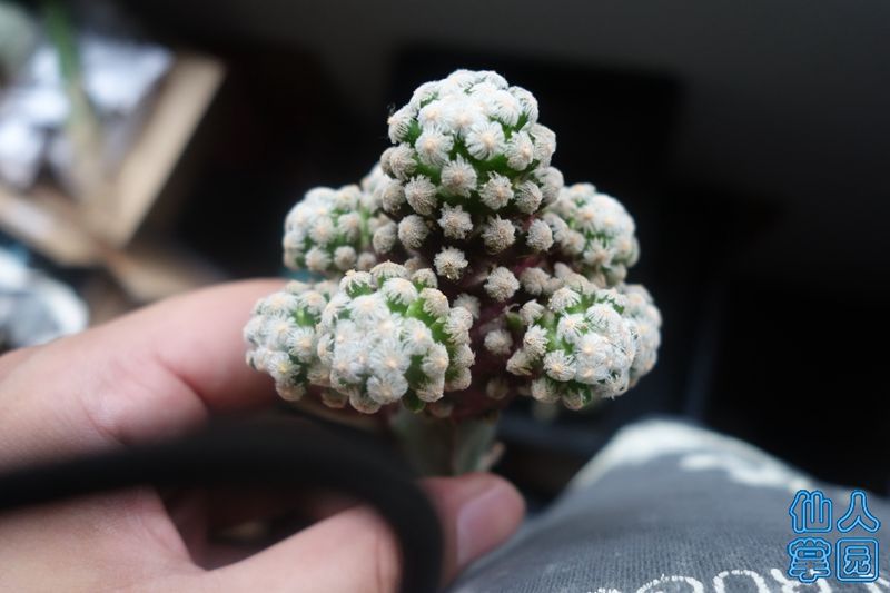 DSC02881_?.jpg