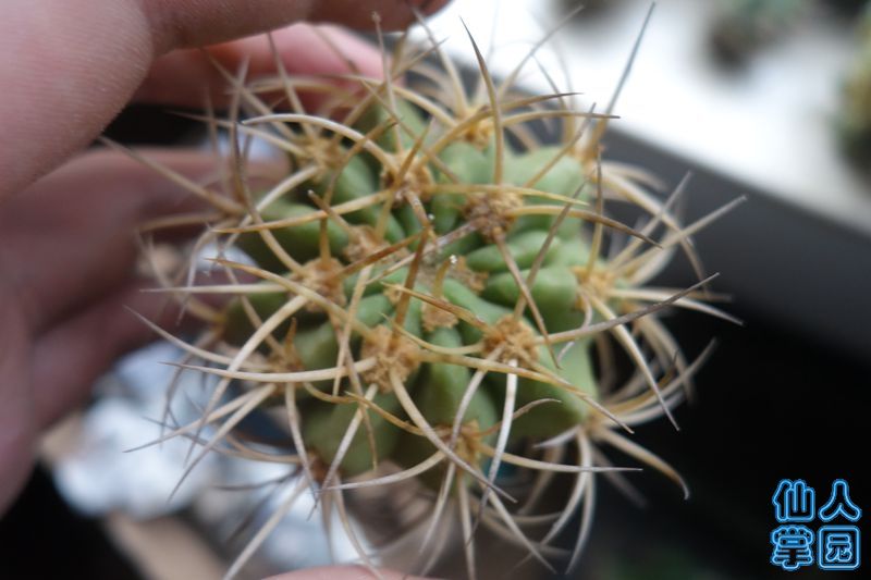 DSC02889_?.jpg