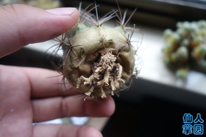 DSC02884_?.jpg