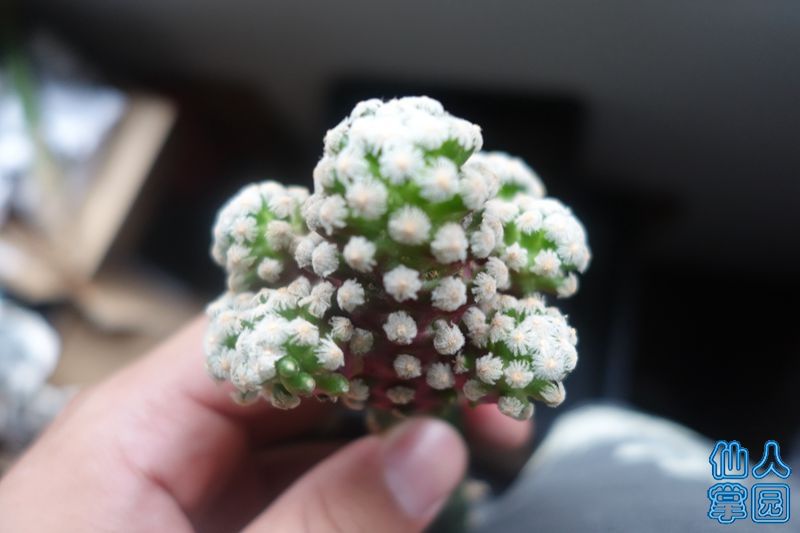 DSC02882_?.jpg