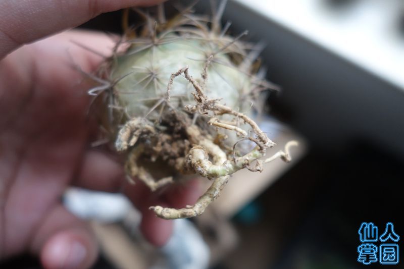 DSC02893_?.jpg