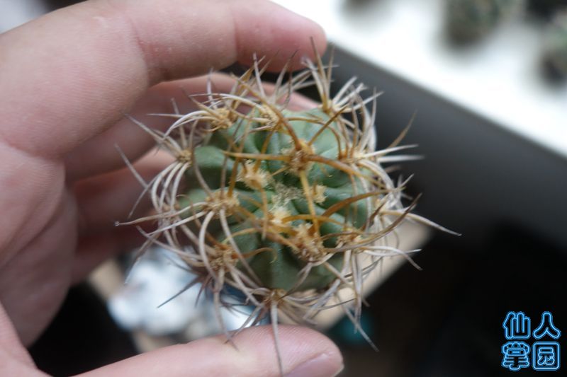DSC02891_?.jpg