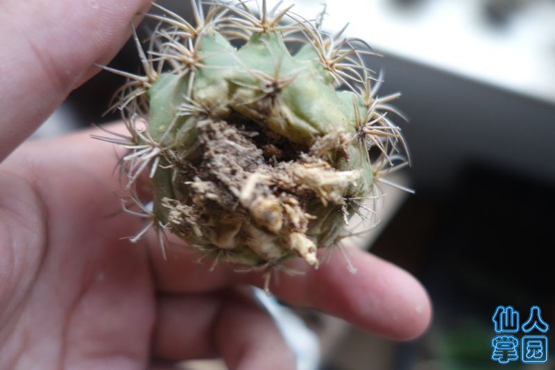 DSC02895_?.jpg