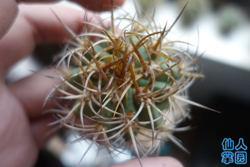 DSC02894_?.jpg