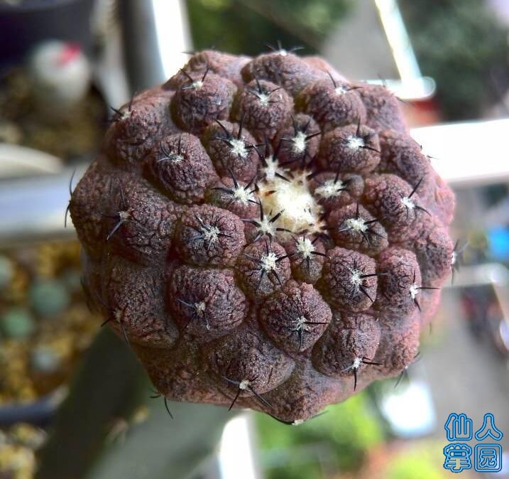 蜥蜴?
