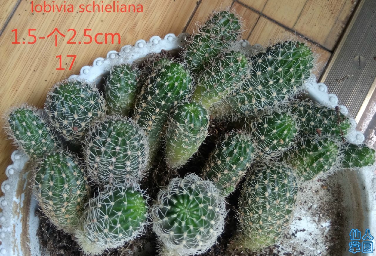 丽花kp1225.jpg