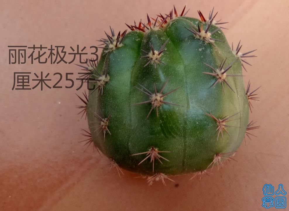 丽花极光.jpg