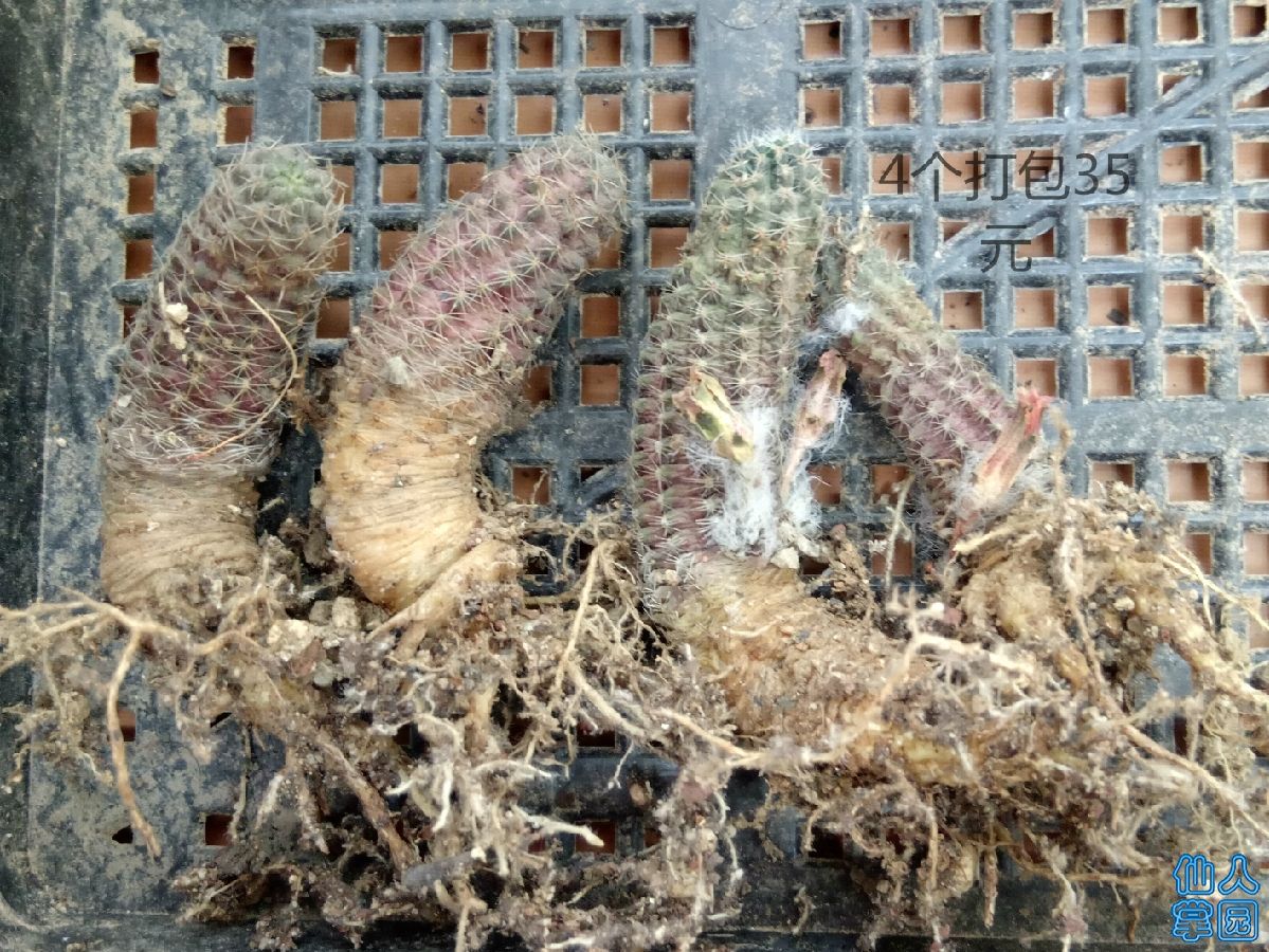 ?丽花打包.jpg
