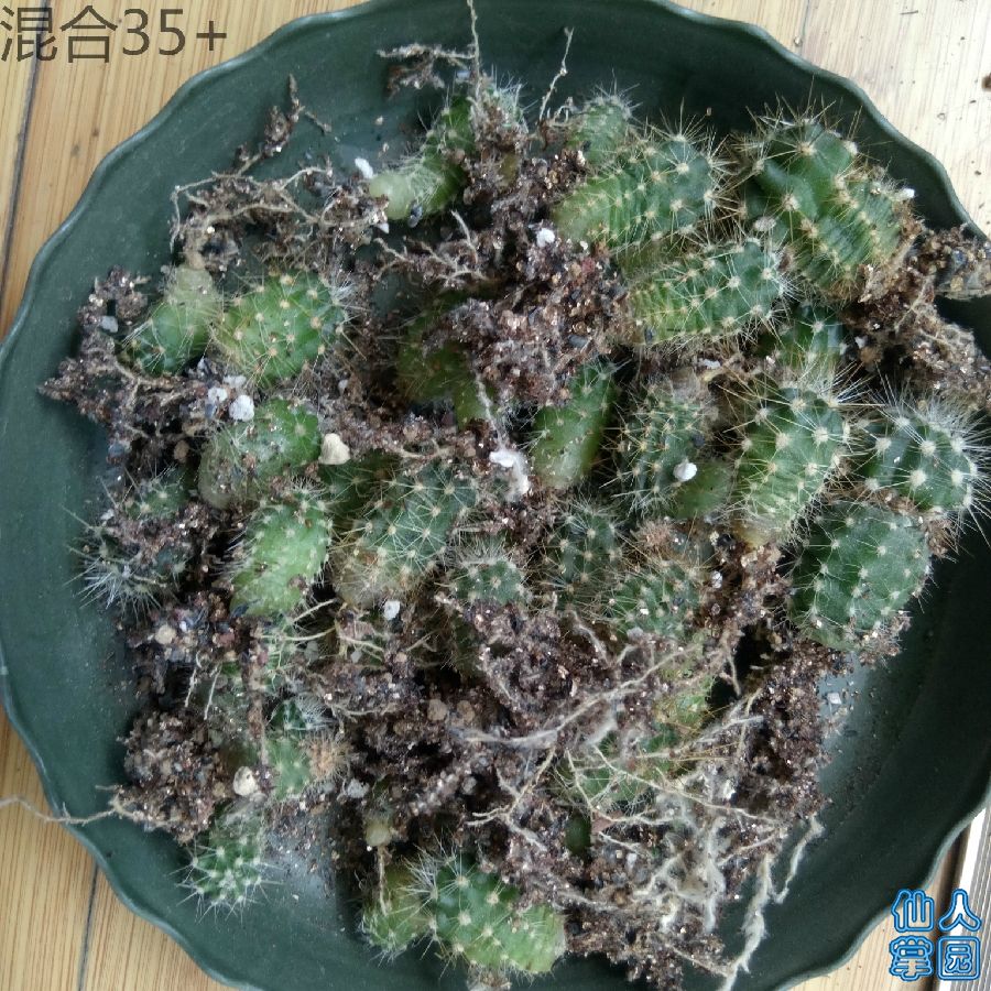 毛混