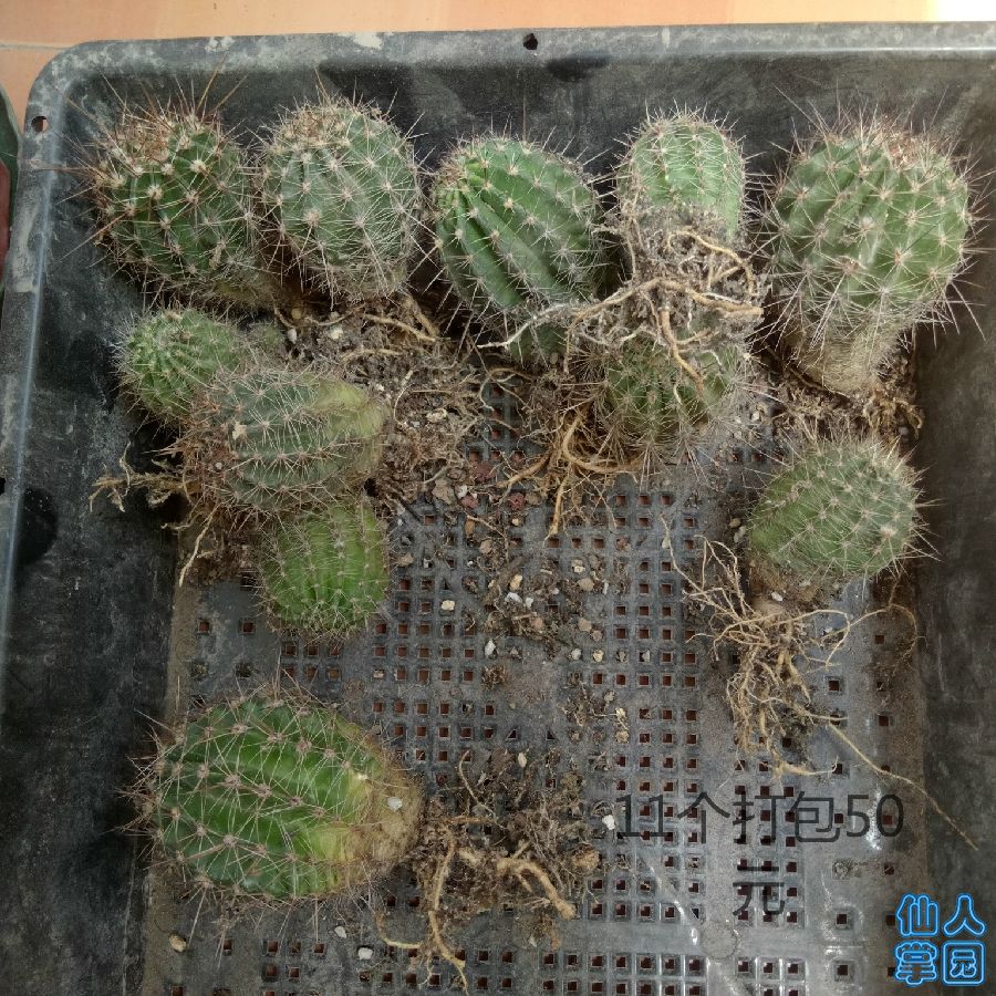 大彩草打