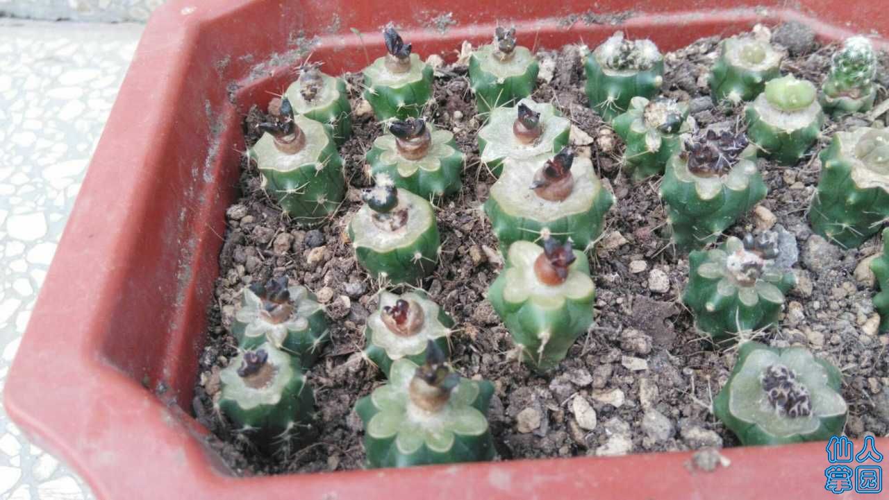 mmexport1530617696033.jpg