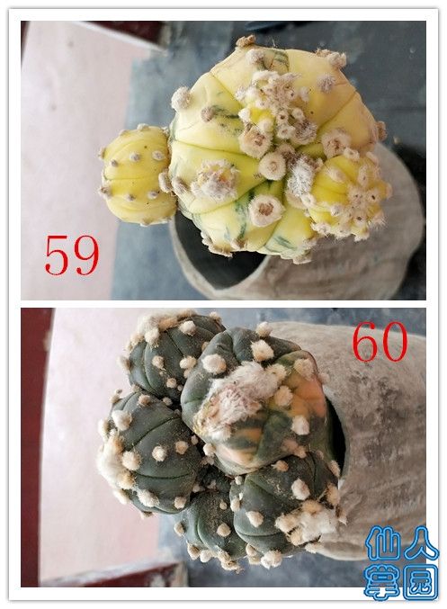 59-60.jpg