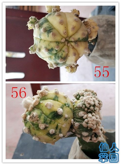 55_56.jpg