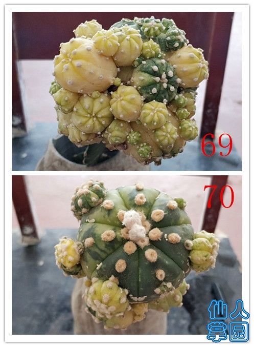 69_70.jpg