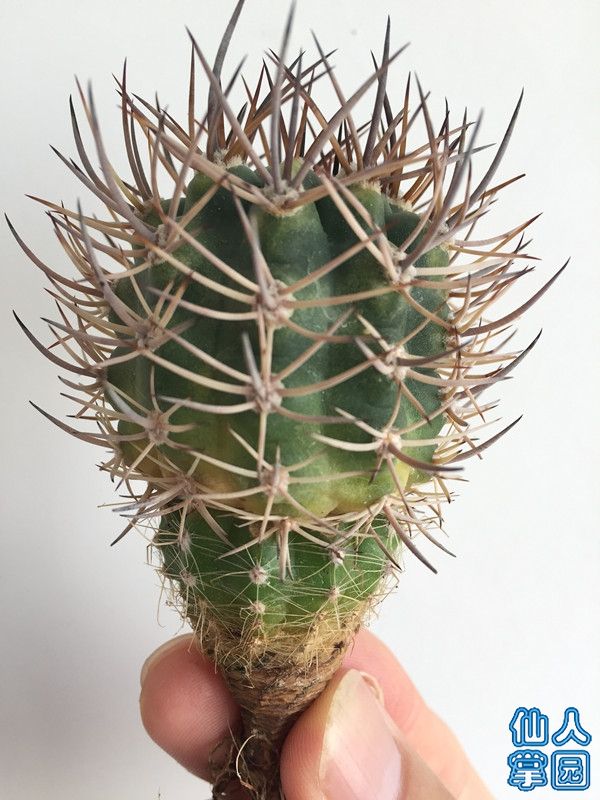 4汪