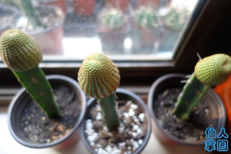 DSC02933_?.jpg