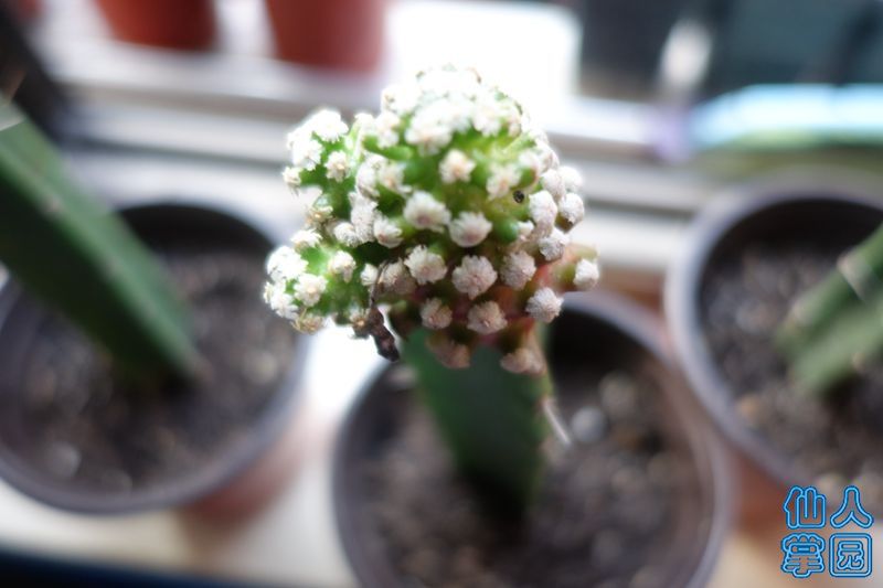 DSC02937_?.jpg
