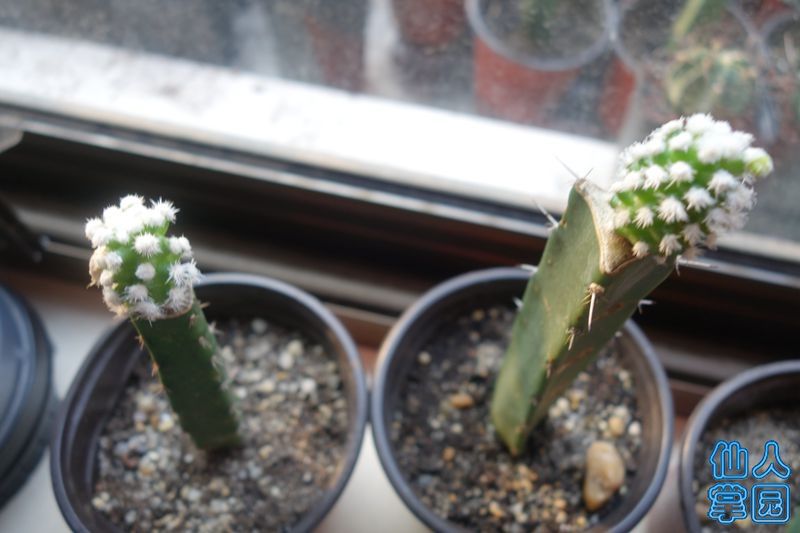 DSC02930_?.jpg