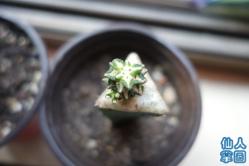 DSC02935_?.jpg