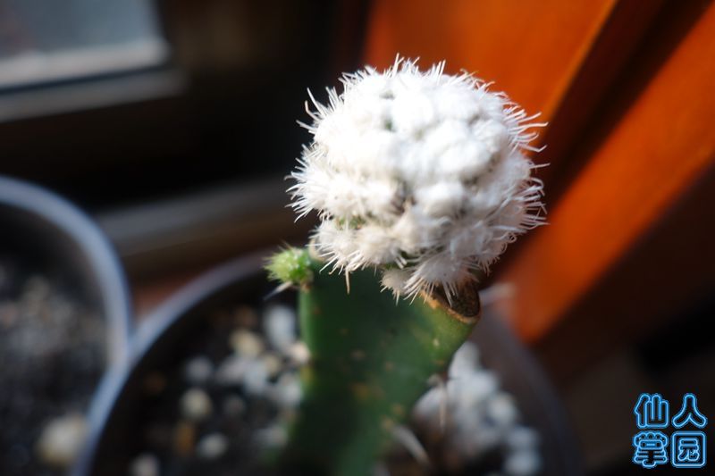 DSC02932_?.jpg