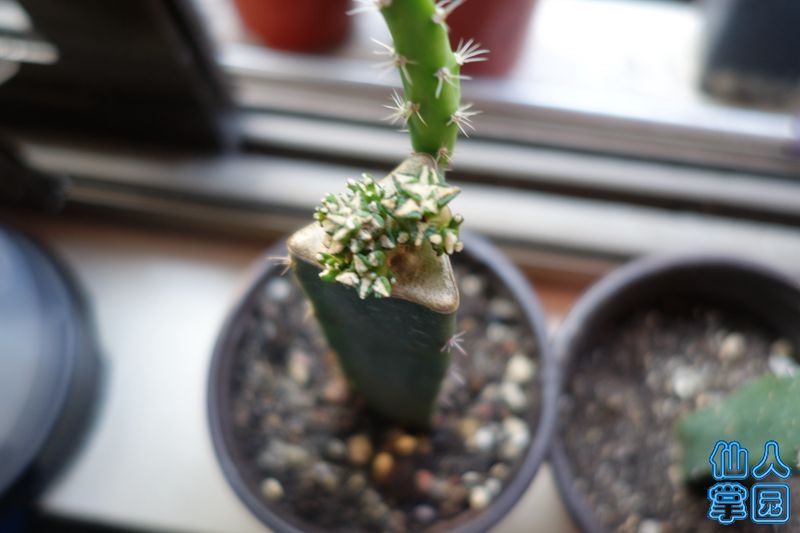DSC02934_?.jpg
