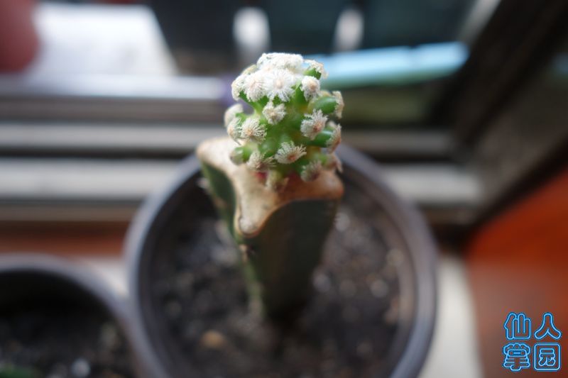 DSC02938_?.jpg