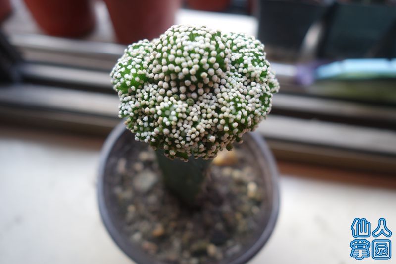 DSC02939_?.jpg
