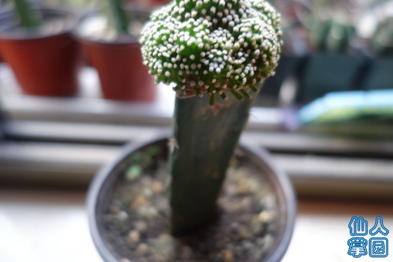 DSC02940_?.jpg