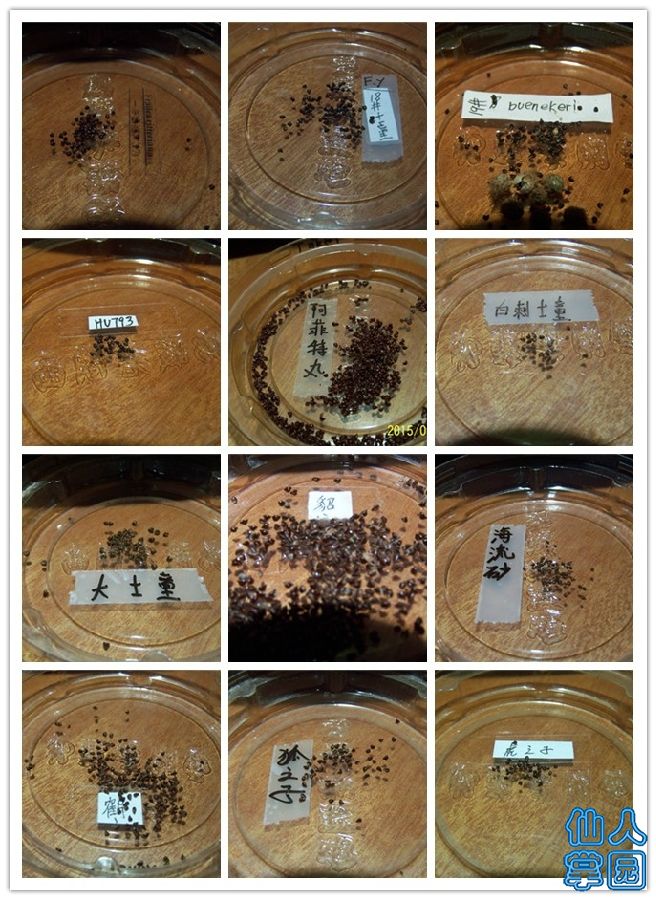 ??种子1.jpg