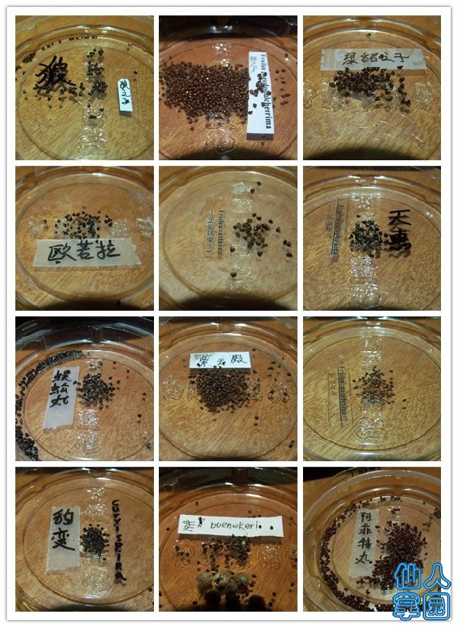 ??种子2.jpg