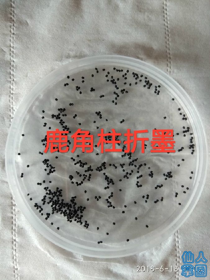 折墨种子.jpg